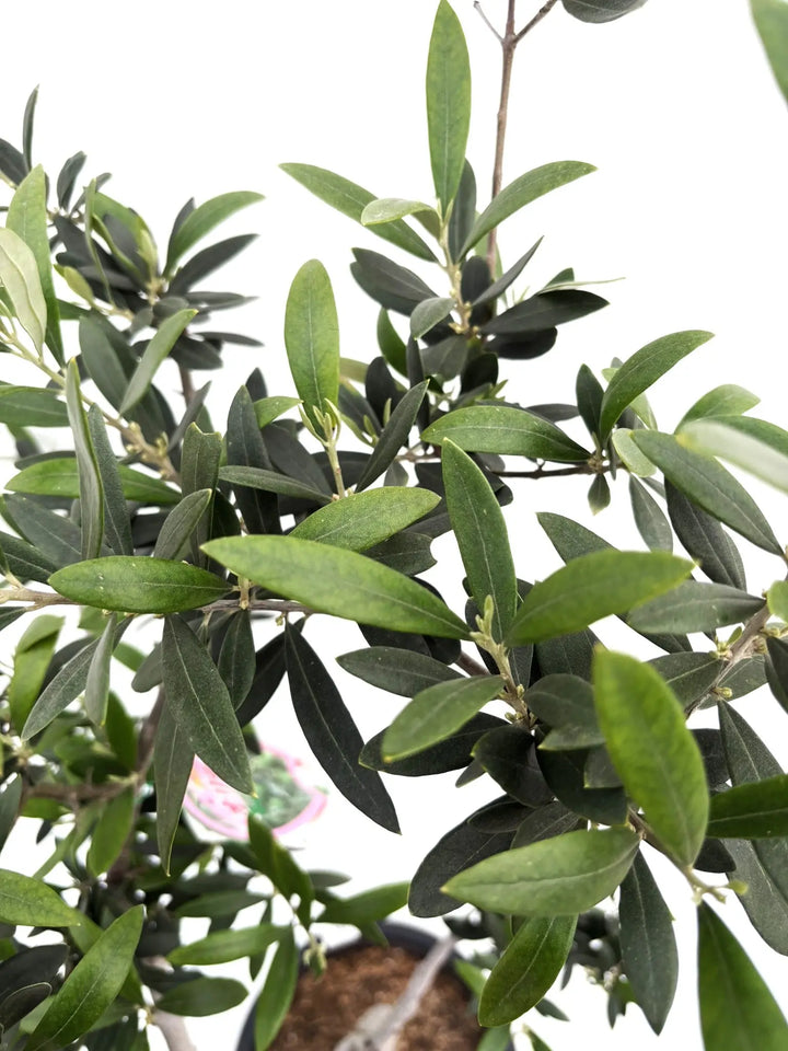 希少】ロシオーラ（オリーブの木）〈古木〉〈室内向き〉｜約130cm｜L