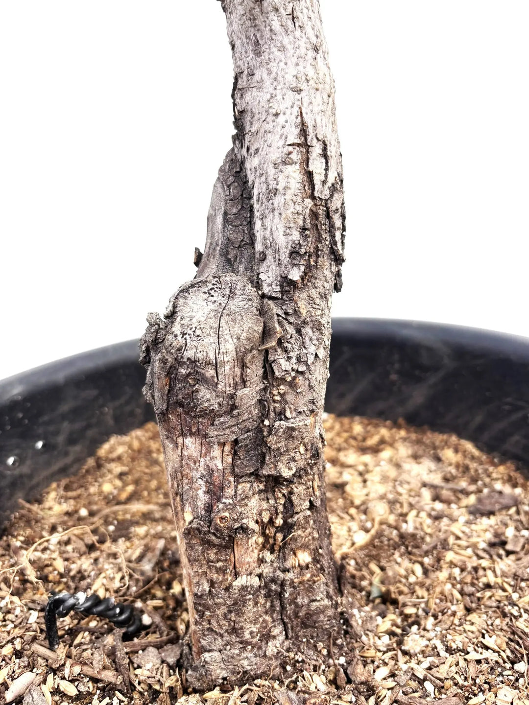 希少】ロシオーラ（オリーブの木）〈古木〉〈室内向き〉｜約130cm｜L