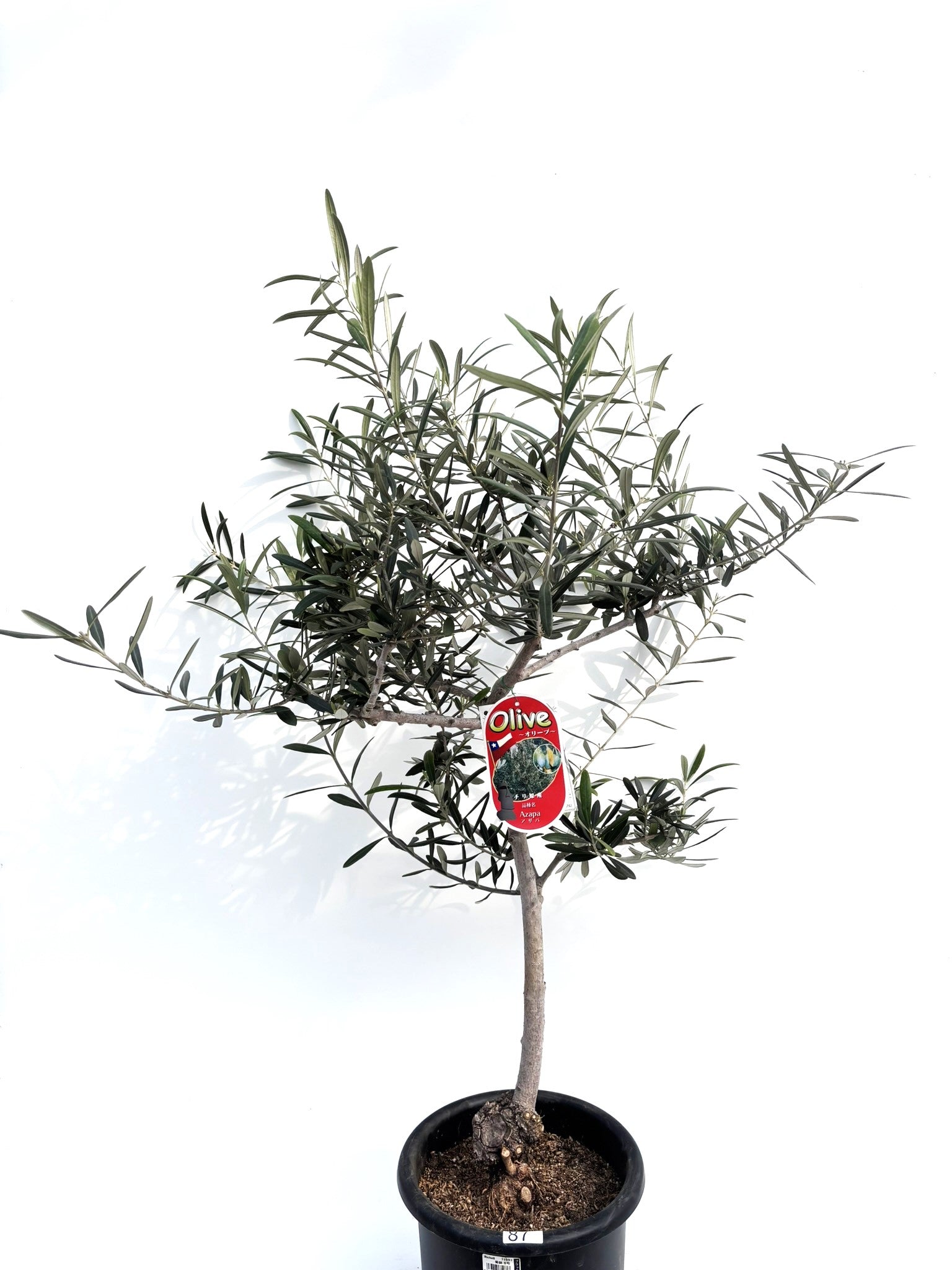 小倉園 オリーブ・アザパ 8号鉢 オリーブの木 鉢植え 庭木 希少