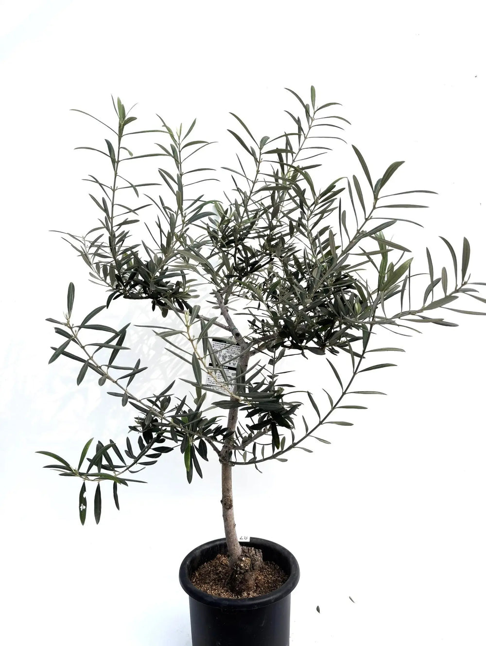 オリーブの木（全商品）｜写真の木をそのままお届け［現品販売］｜鶴亀