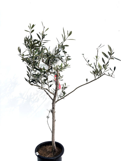 alt="鉢植えのオリーブの木”