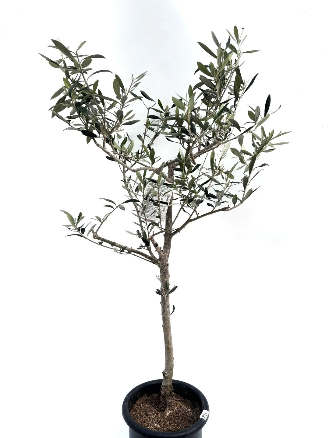 オリーブの木　アザパ 希少・大実・直立型】アザパ（オリーブの木）〈シンボル向き〉｜130cm