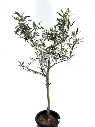alt="鉢植えのオリーブの木”