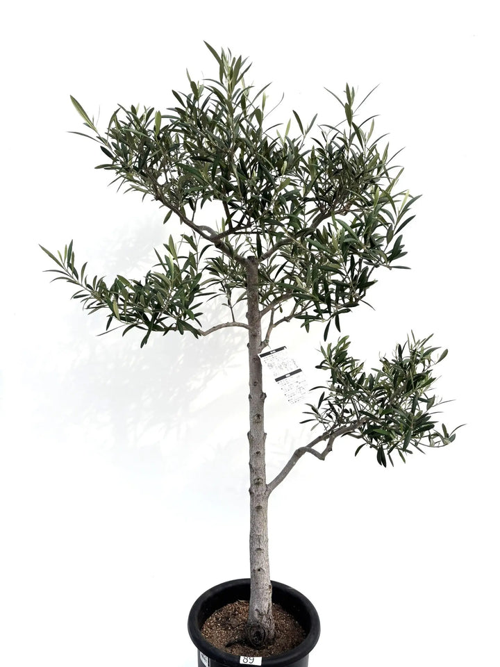 オリーブの木,た植物/観葉植物 エルグレコ『綺麗な樹形。樹高㌢』 オリーブの木,た植物/観葉植物 エルグレコ『綺麗な樹形。樹高㌢』