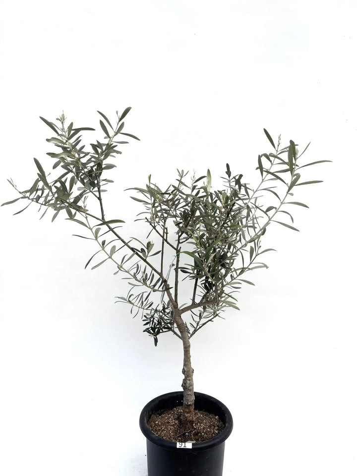 希少　オリーブの木　セントキャサリン 希少・銀葉】セントキャサリン（オリーブの木）〈直立型〉｜100cm｜M