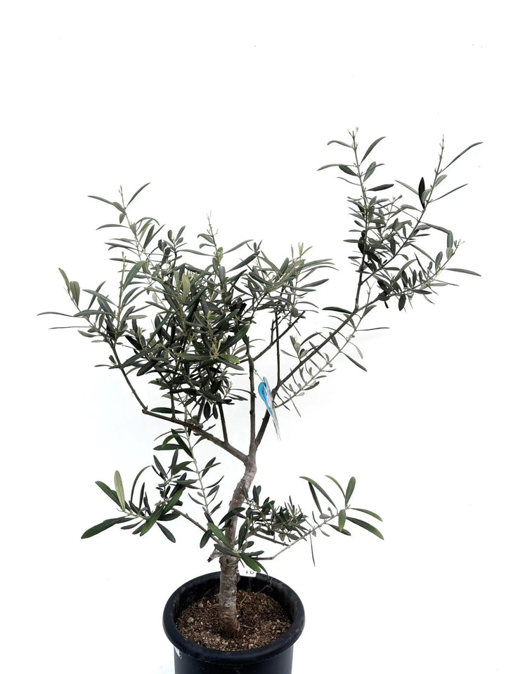 希少・銀葉】セントキャサリン（オリーブの木）〈直立型