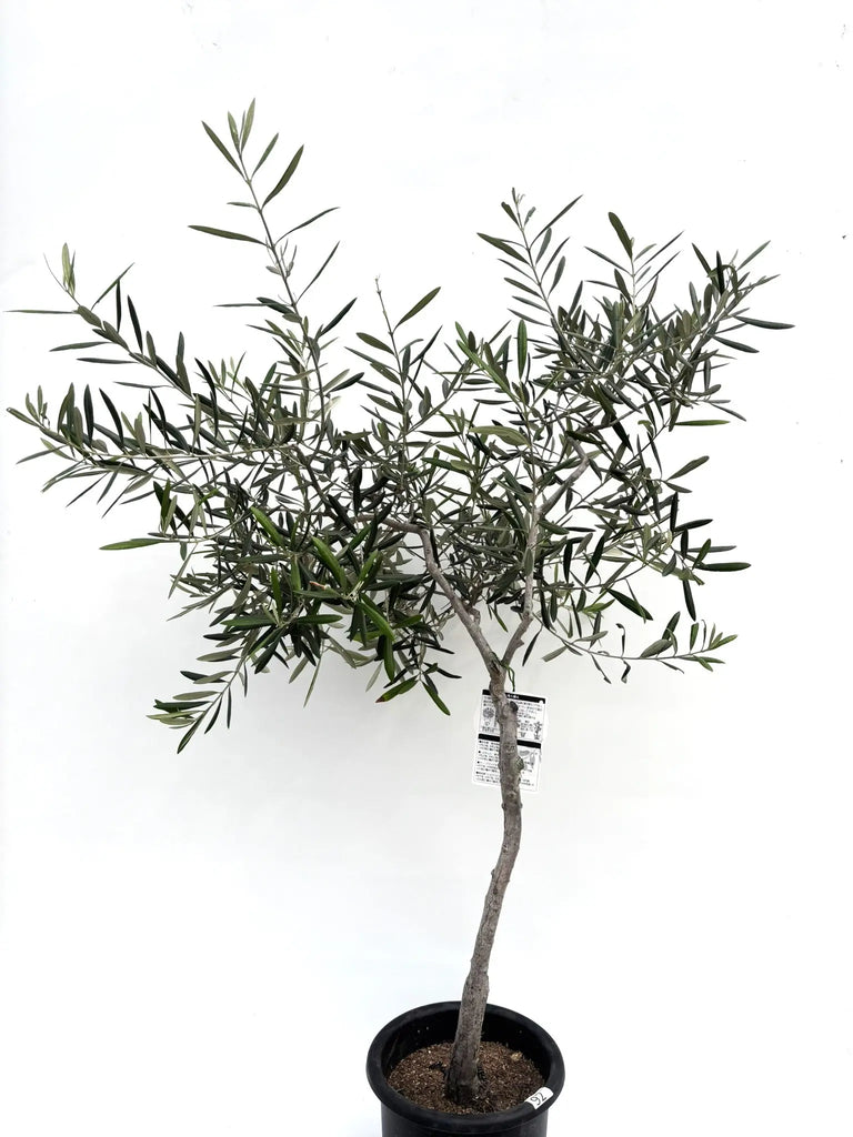 デルモロッコ Mサイズ 約130cm K-92 オリーブの木 希少品種 - 株式会社