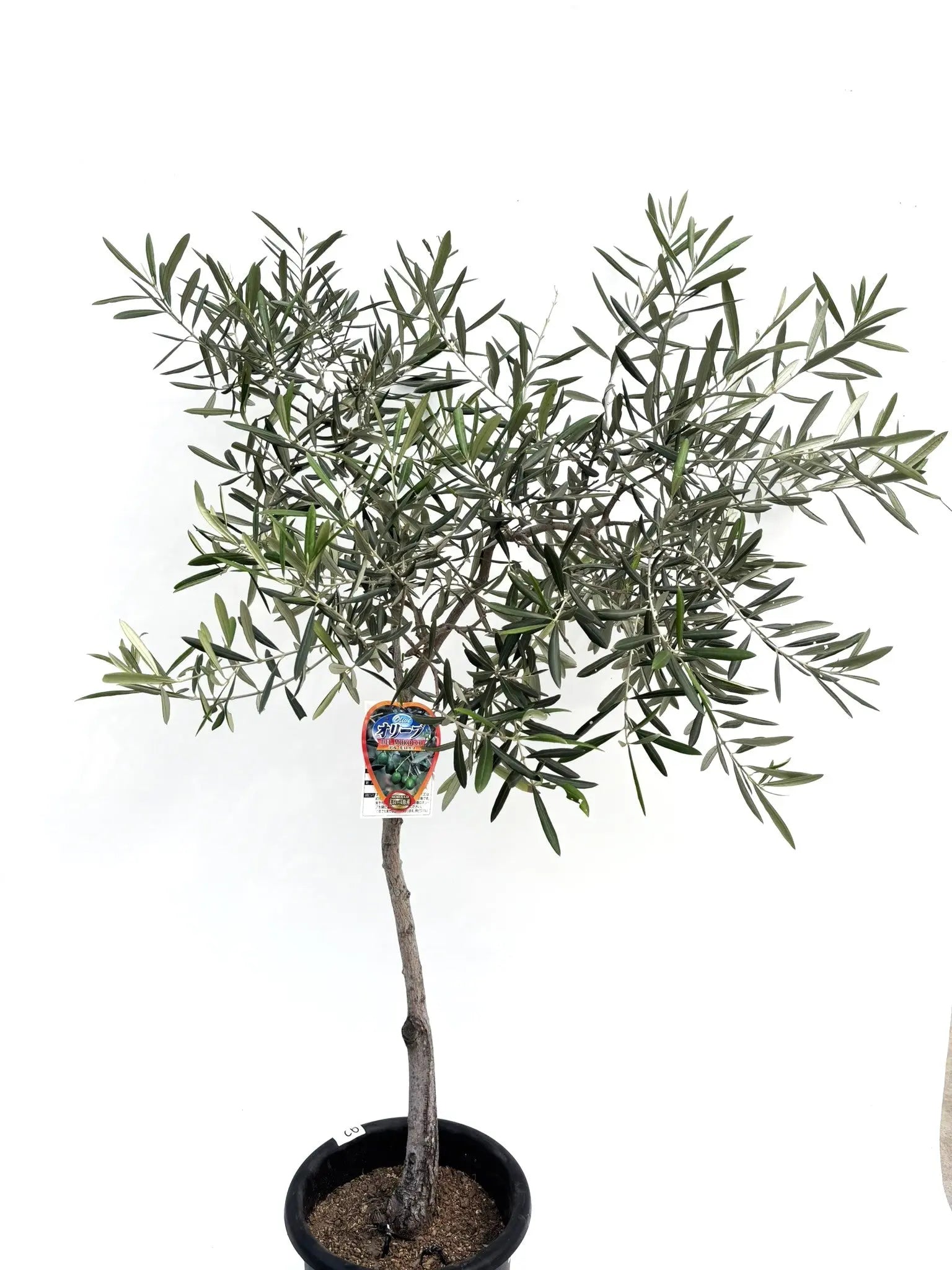 デルモロッコ Mサイズ 約130cm K-92 オリーブの木 希少品種 - 株式会社