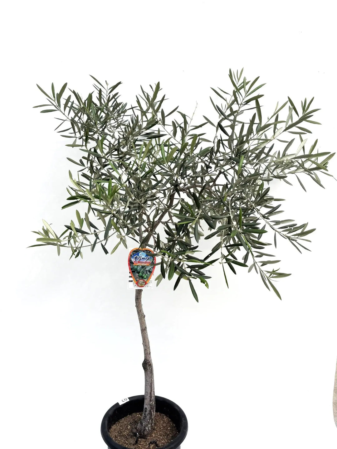 デルモロッコ Mサイズ 約130cm K-92 オリーブの木 希少品種 - 株式会社
