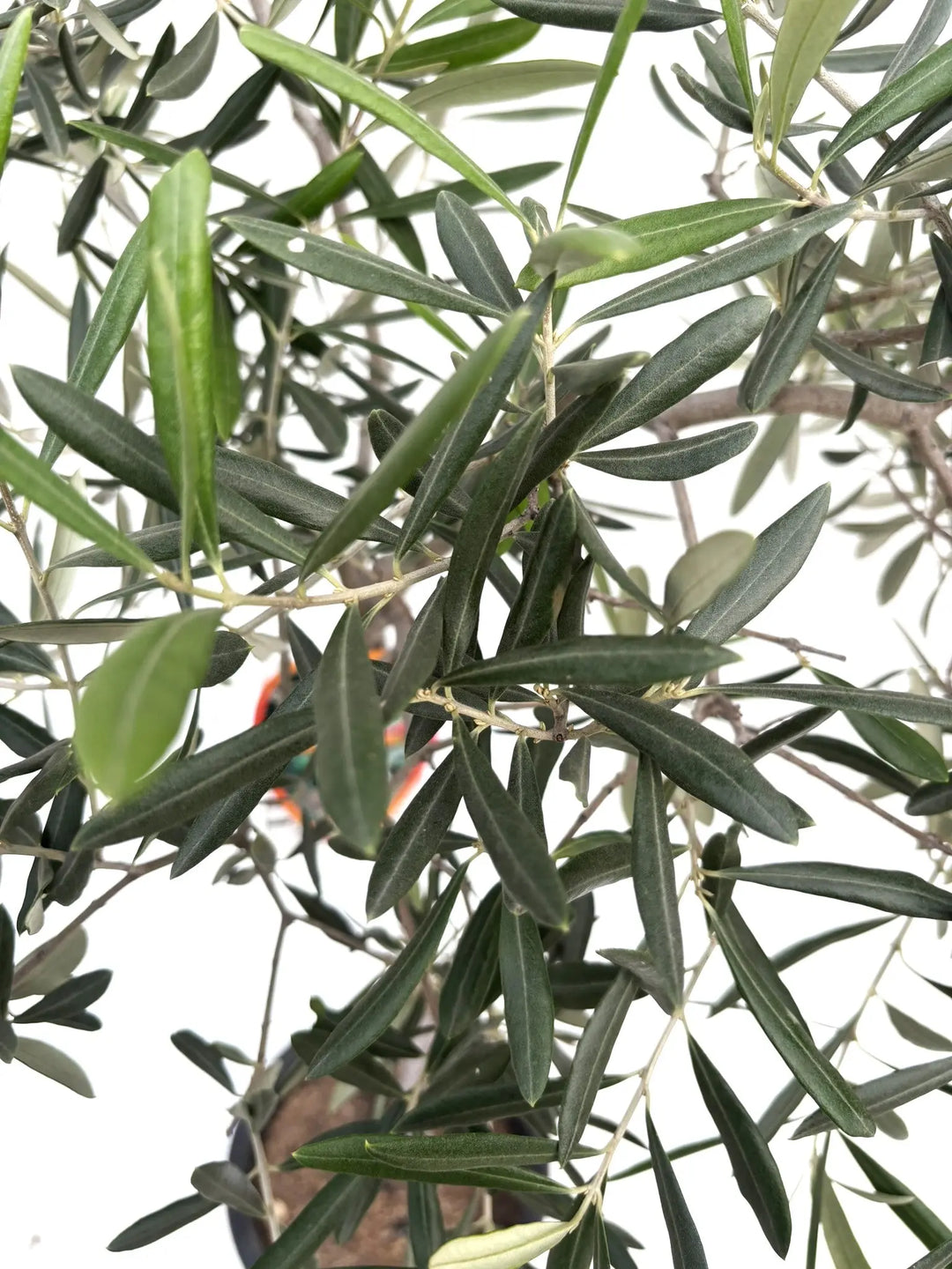 デルモロッコ Mサイズ 約130cm K-92 オリーブの木 希少品種 - 株式会社