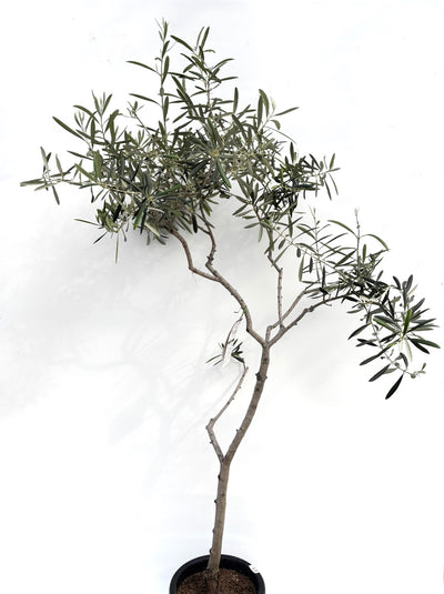 alt="鉢植えのオリーブの木”