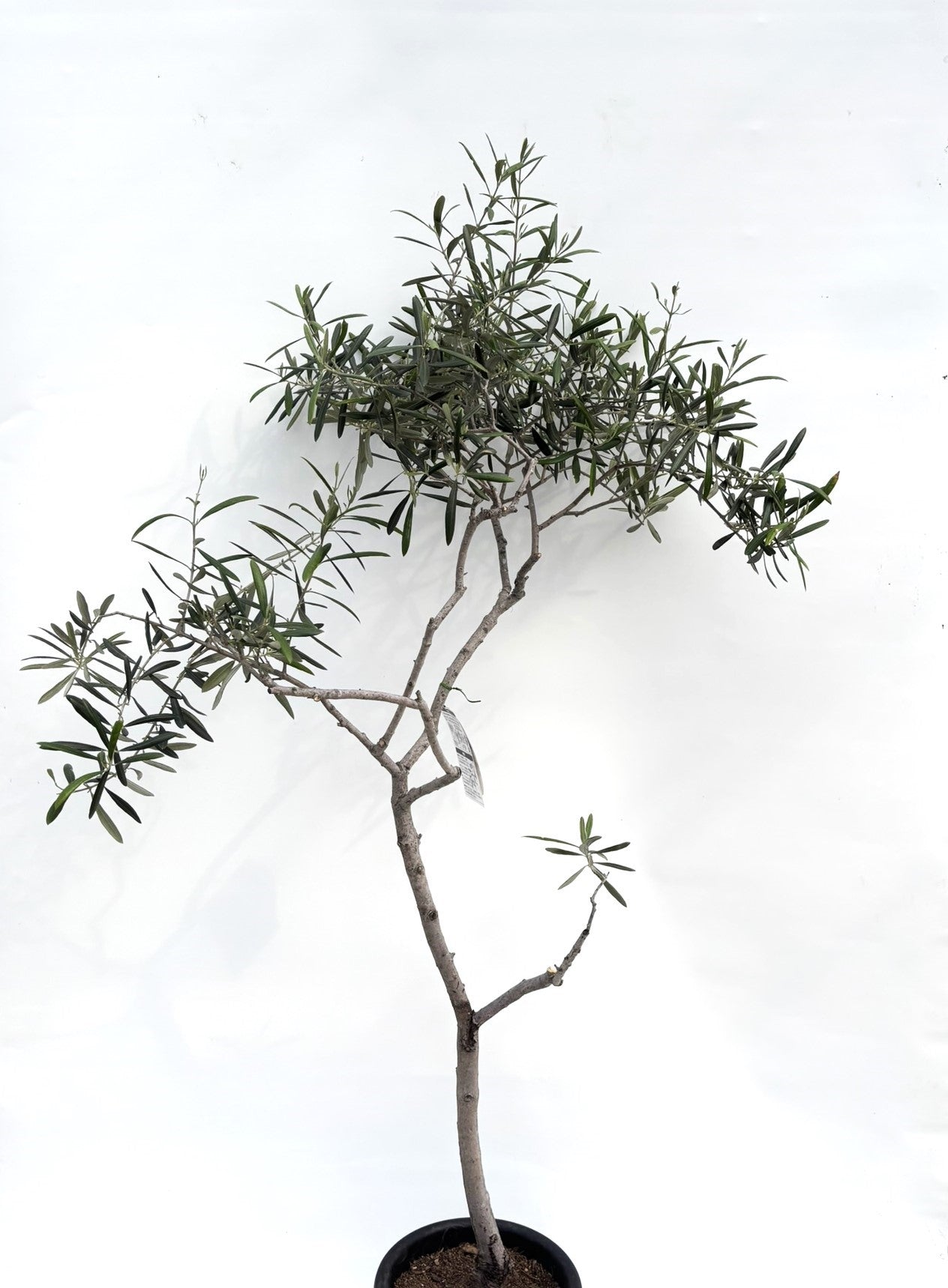 alt="鉢植えのオリーブの木”