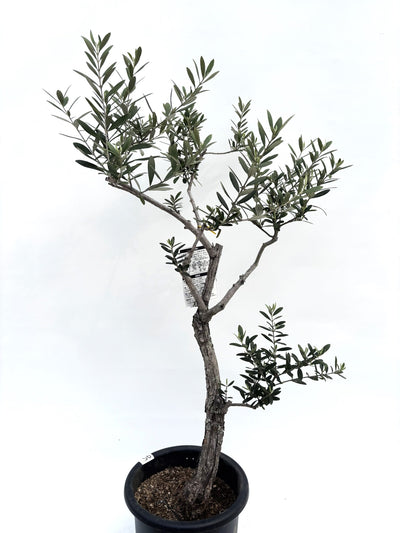 alt="鉢植えのオリーブの木”