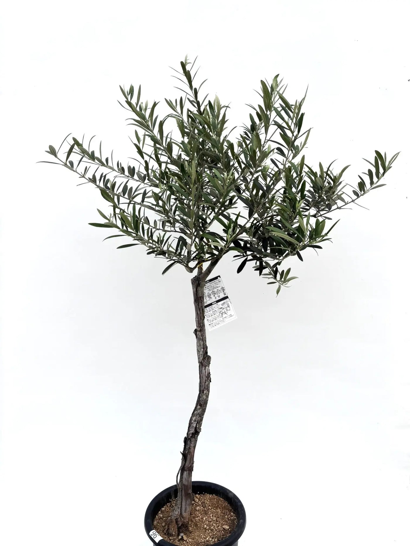 alt="鉢植えのオリーブの木”