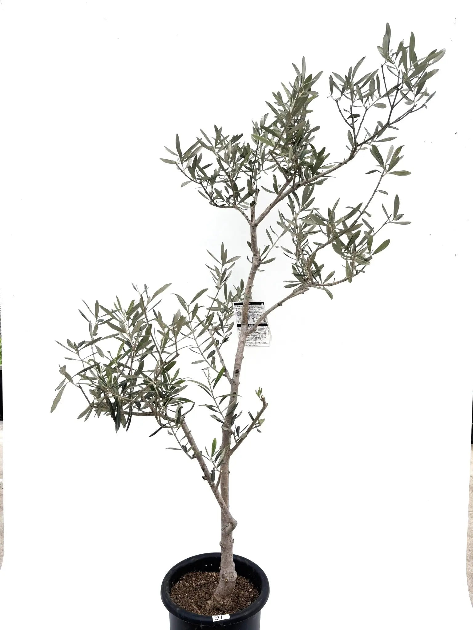 希少・大実】バロウニ（オリーブの木）〈観葉植物〉｜約150cm｜Mサイズ