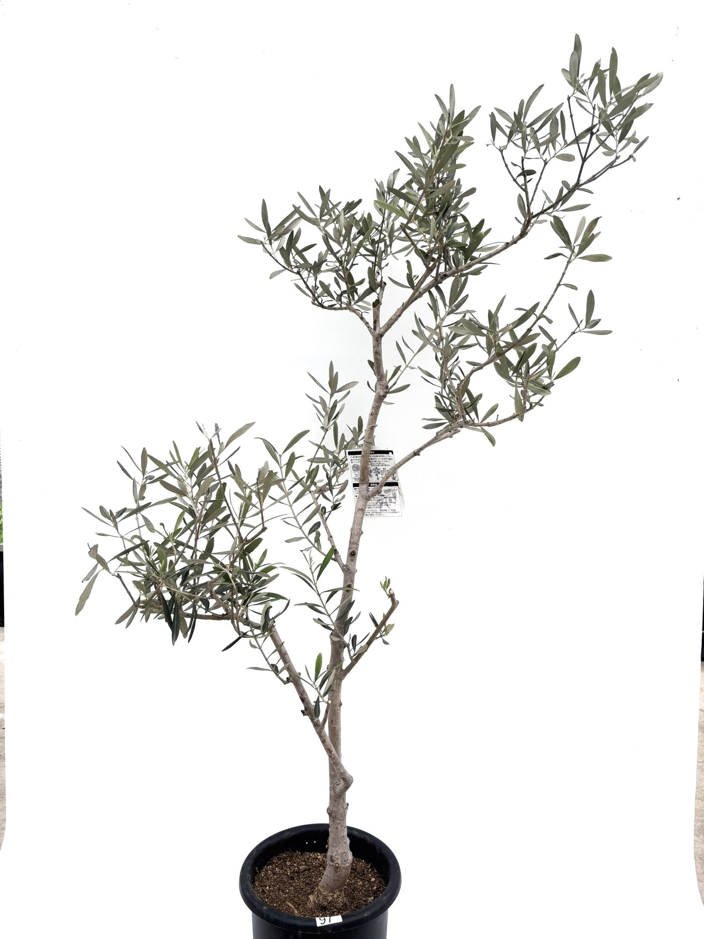 alt="鉢植えのオリーブの木”