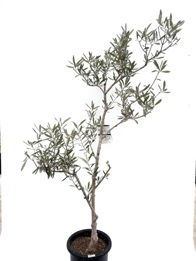 alt="鉢植えのオリーブの木”