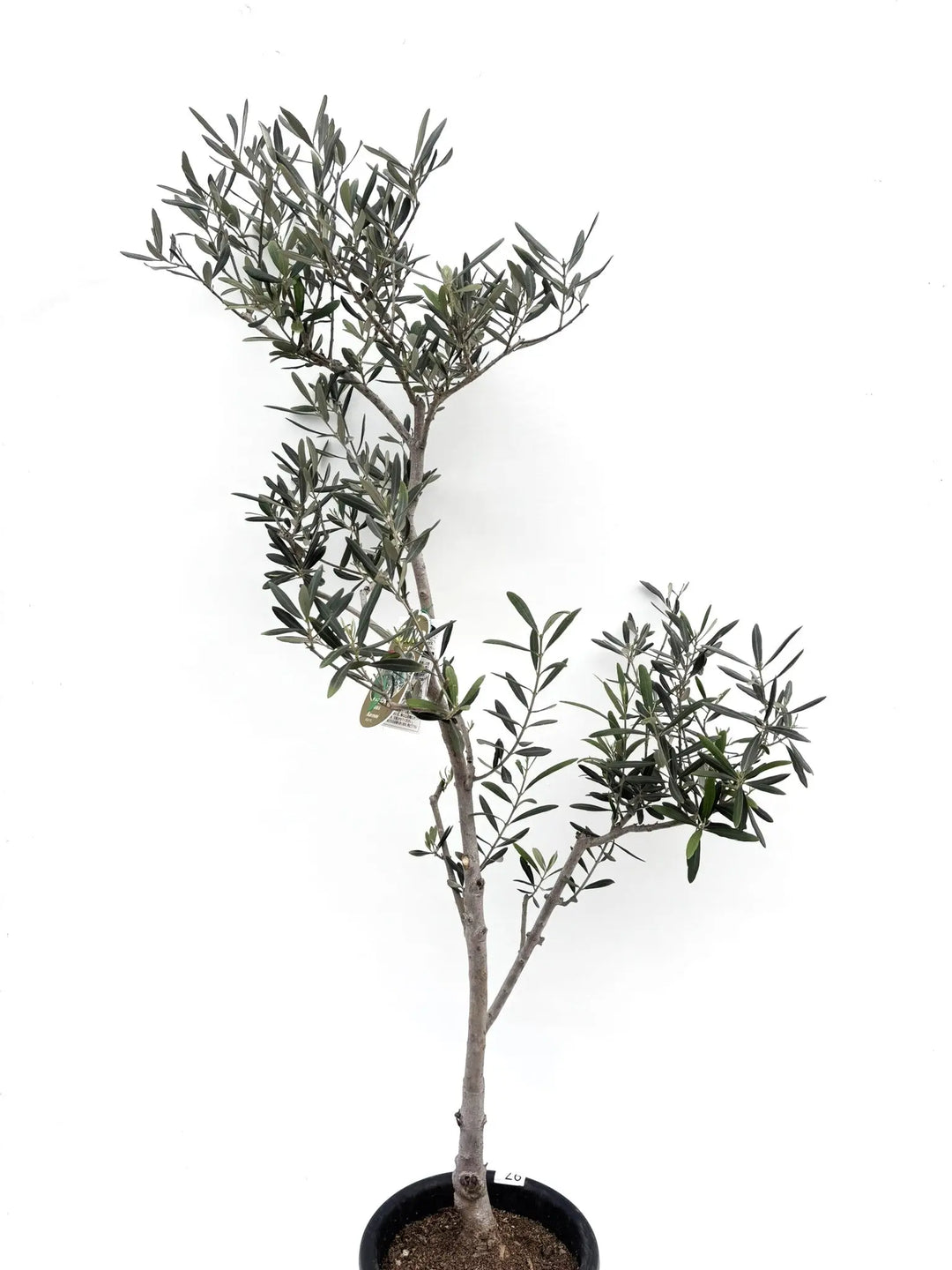 希少・大実】バロウニ（オリーブの木）〈観葉植物〉｜約150cm｜Mサイズ