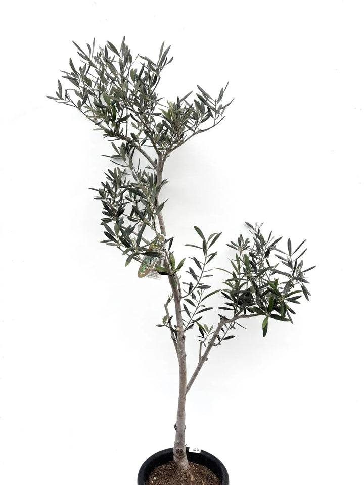 希少・大実】バロウニ（オリーブの木）〈観葉植物〉｜約150cm｜Mサイズ