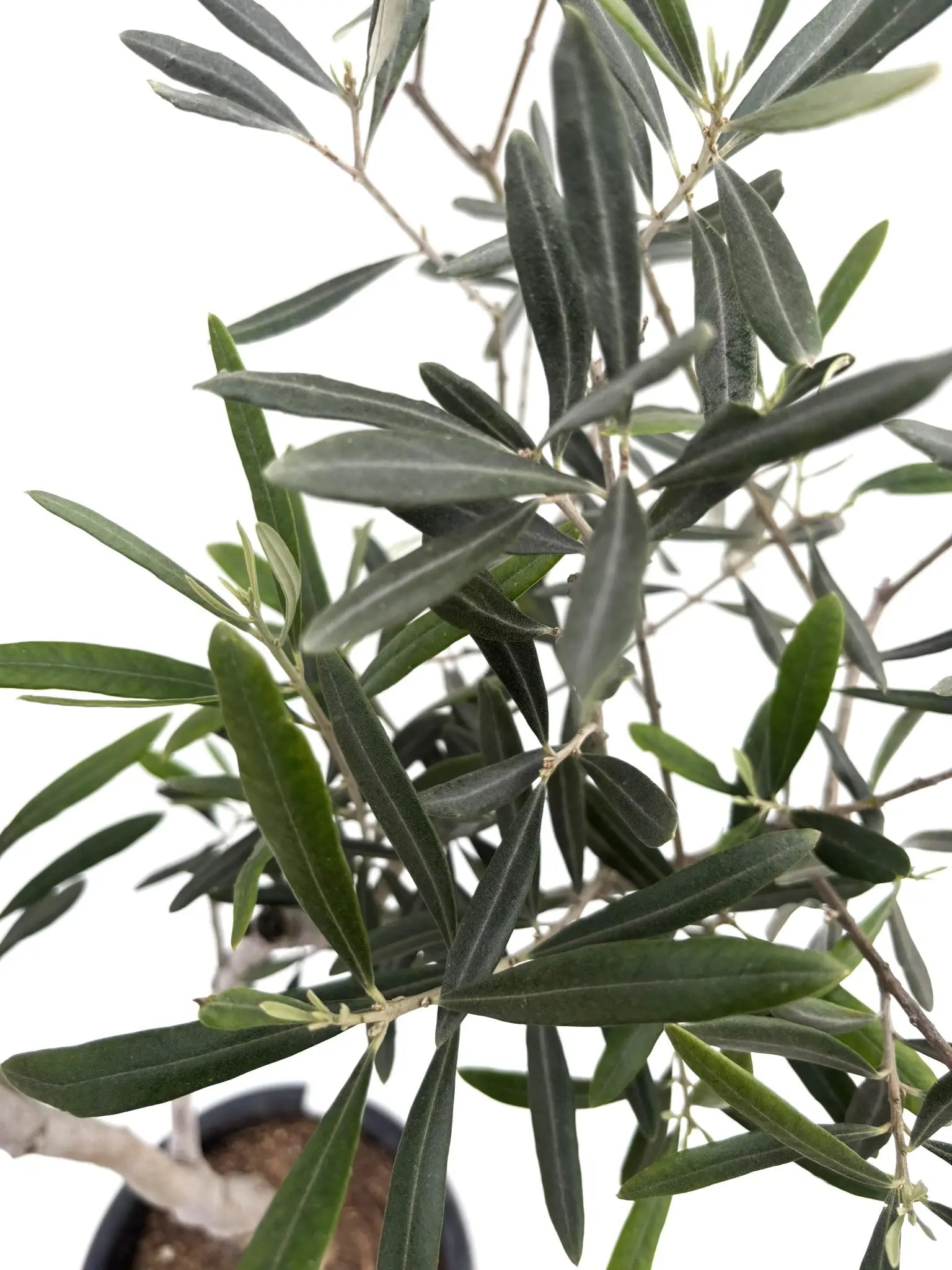 希少・大実】バロウニ（オリーブの木）〈観葉植物〉｜約150cm｜Mサイズ