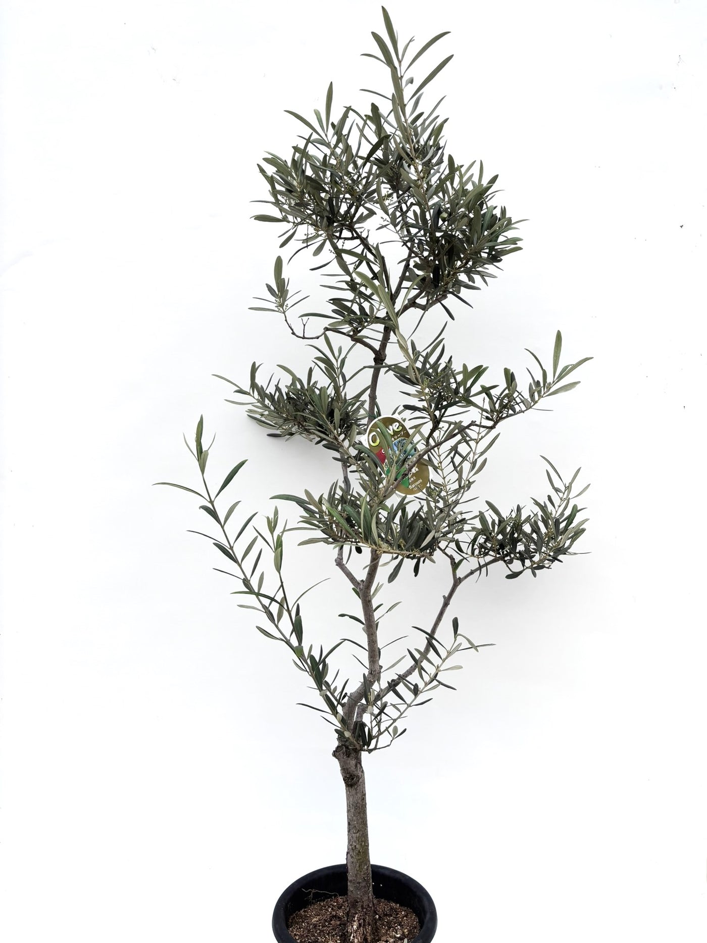 alt="鉢植えのオリーブの木”
