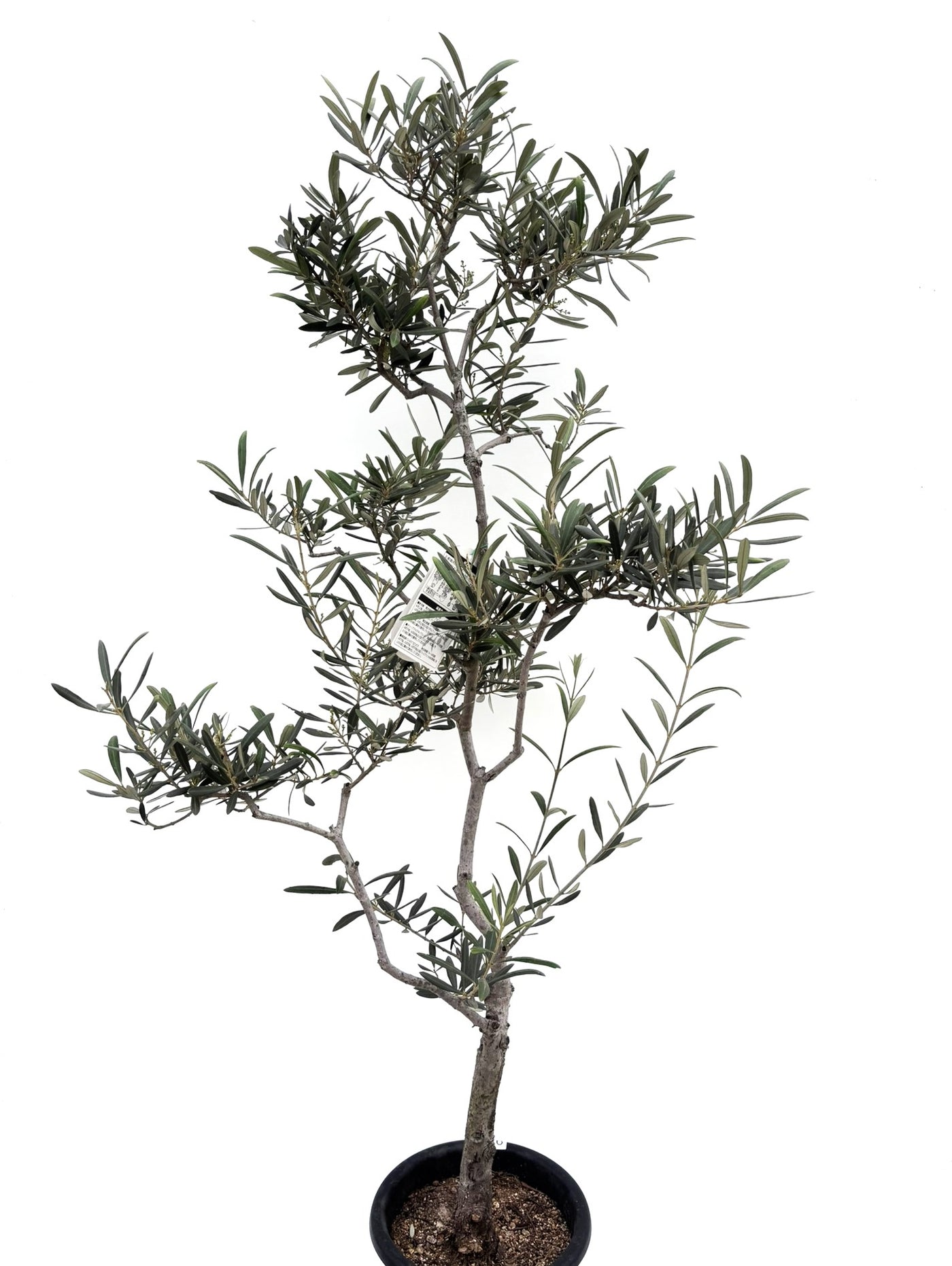 alt="鉢植えのオリーブの木”