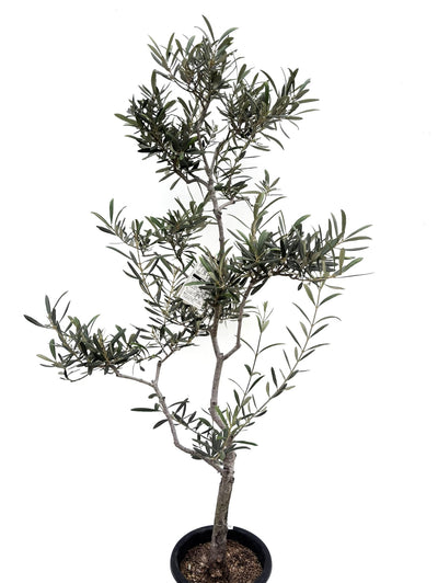 alt="鉢植えのオリーブの木”