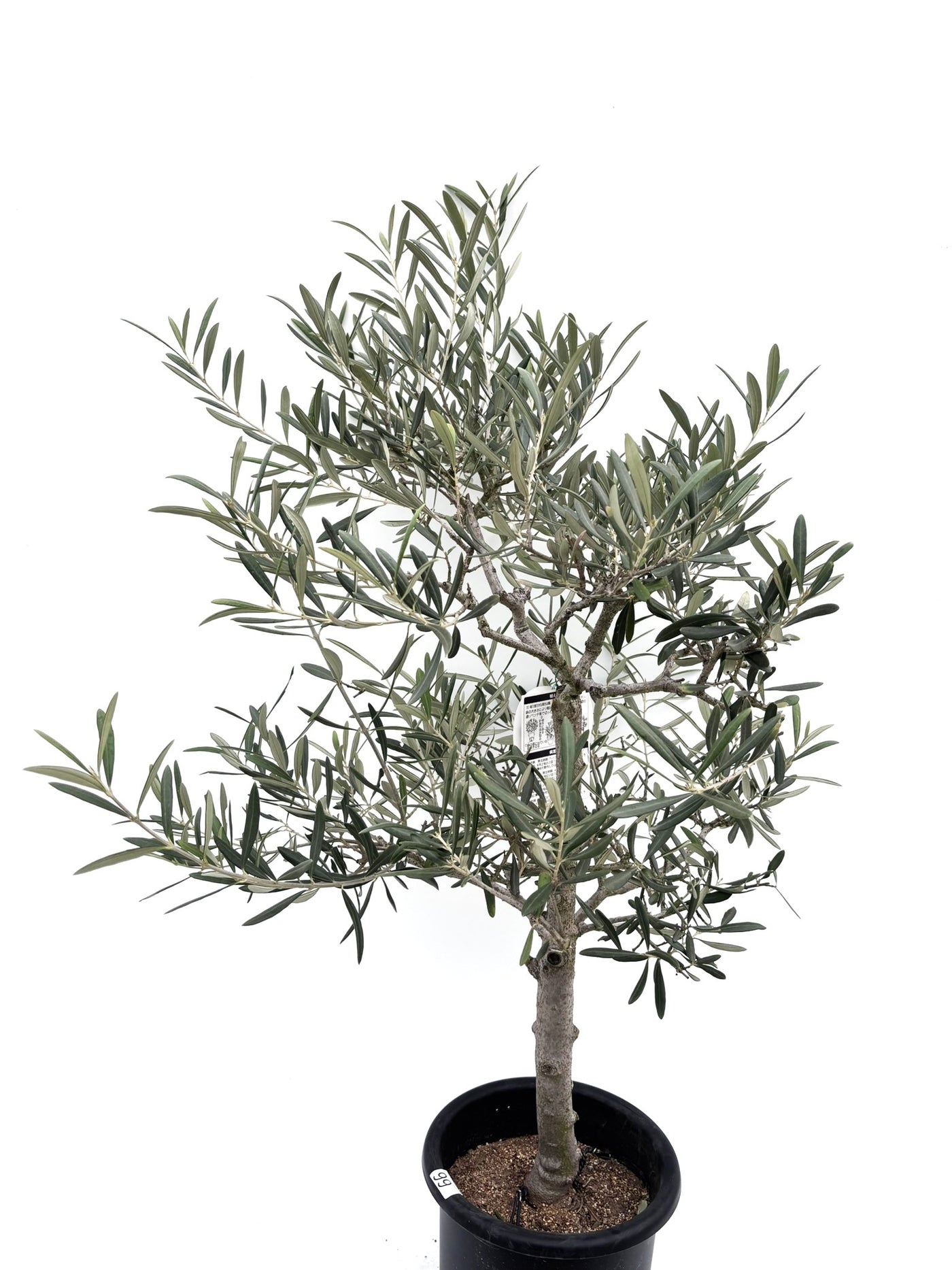 alt="鉢植えのオリーブの木”