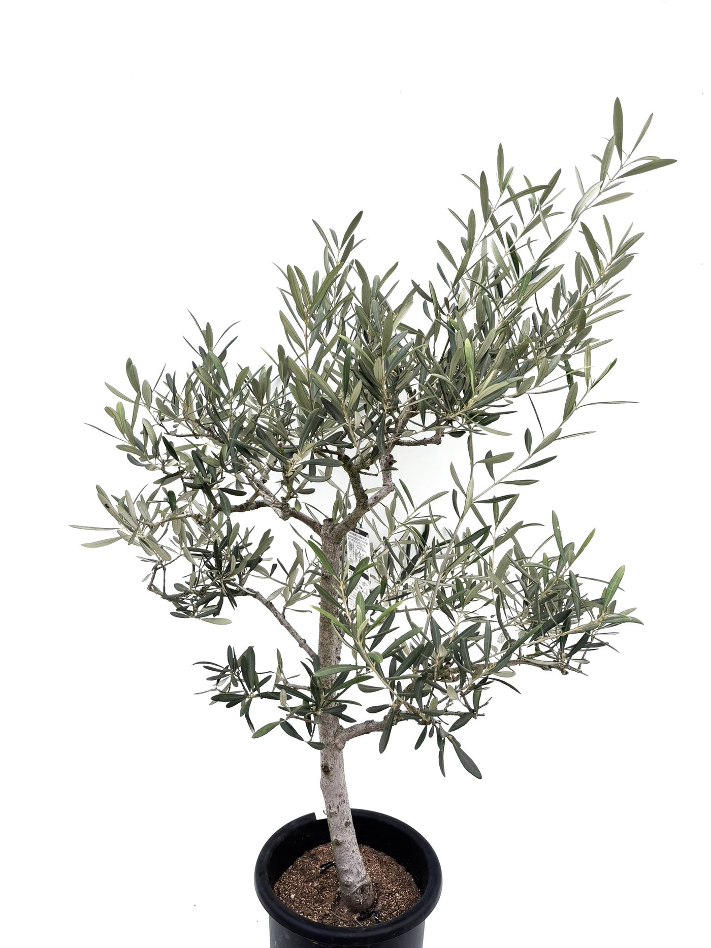 alt="鉢植えのオリーブの木”