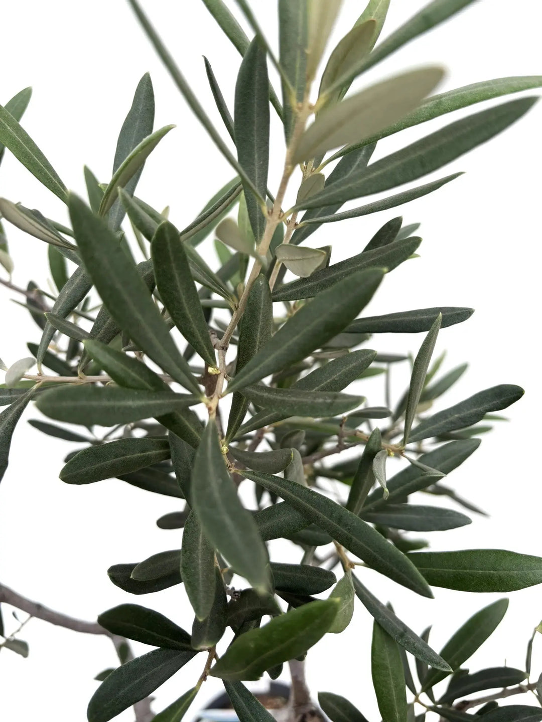 ブラックイタリアン Mサイズ 約130cm K100 オリーブの木 希少品種