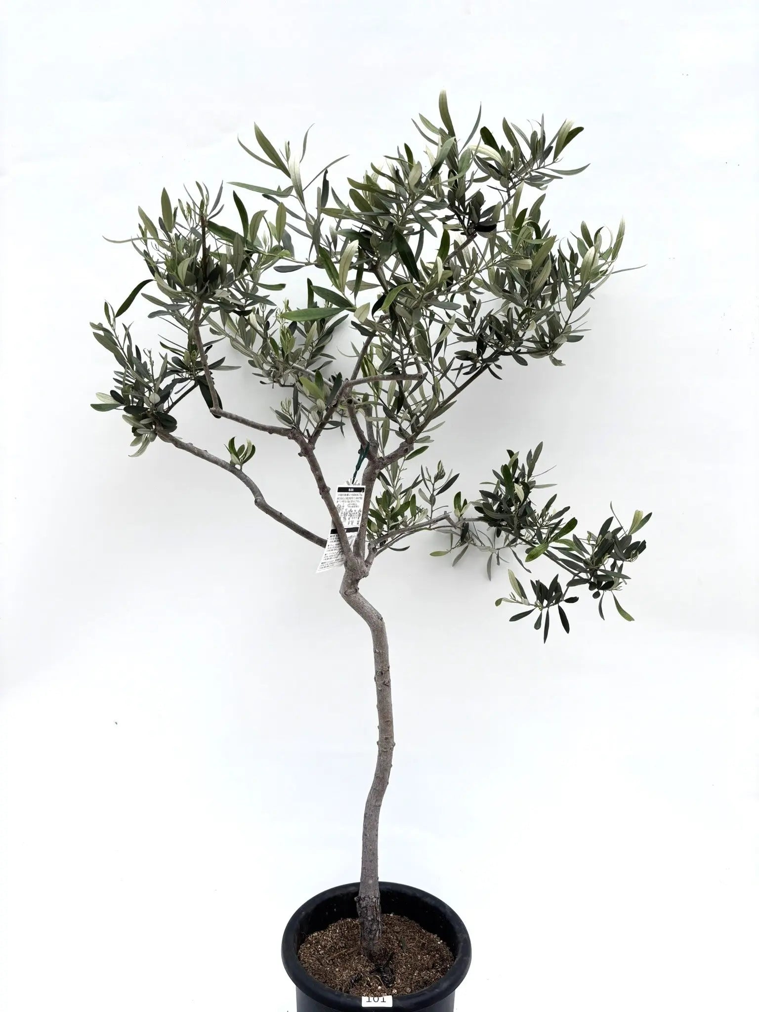 オリーブの木 約1.2m 生育中 白ポット オリーブの木 約1.2m 生育中 白ポット オリーブの木 約1.2m