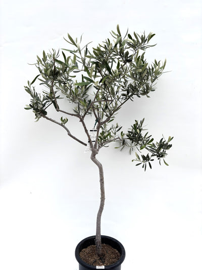 alt="鉢植えのオリーブの木”