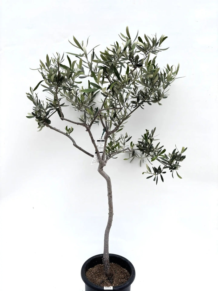 オリーブの木　マウリィーノ　10号　約140cm　K-85　希少品種　一点物 NEWシプレシーノ（オリーブの木）｜Mサイズ｜NO.10635｜約140cm