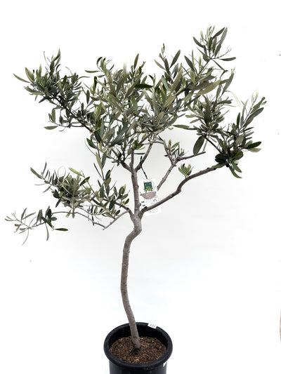 alt="鉢植えのオリーブの木”