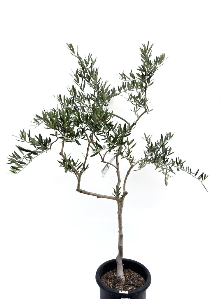 希少・柳型】マウリィーノ（オリーブの木）〈シンボル向き〉｜120cm｜M