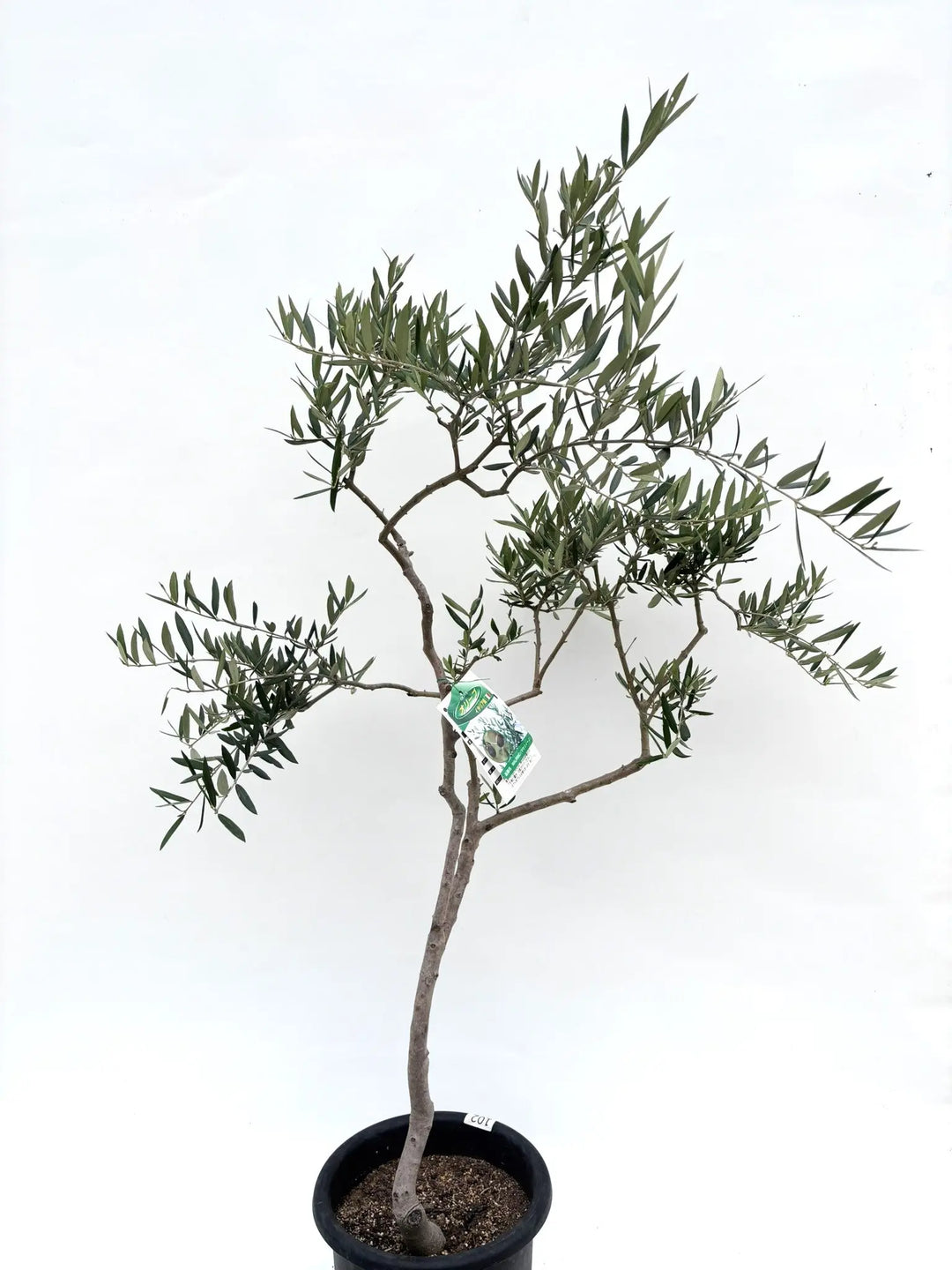希少・柳型】マウリィーノ（オリーブの木）〈シンボル向き〉｜120cm｜M