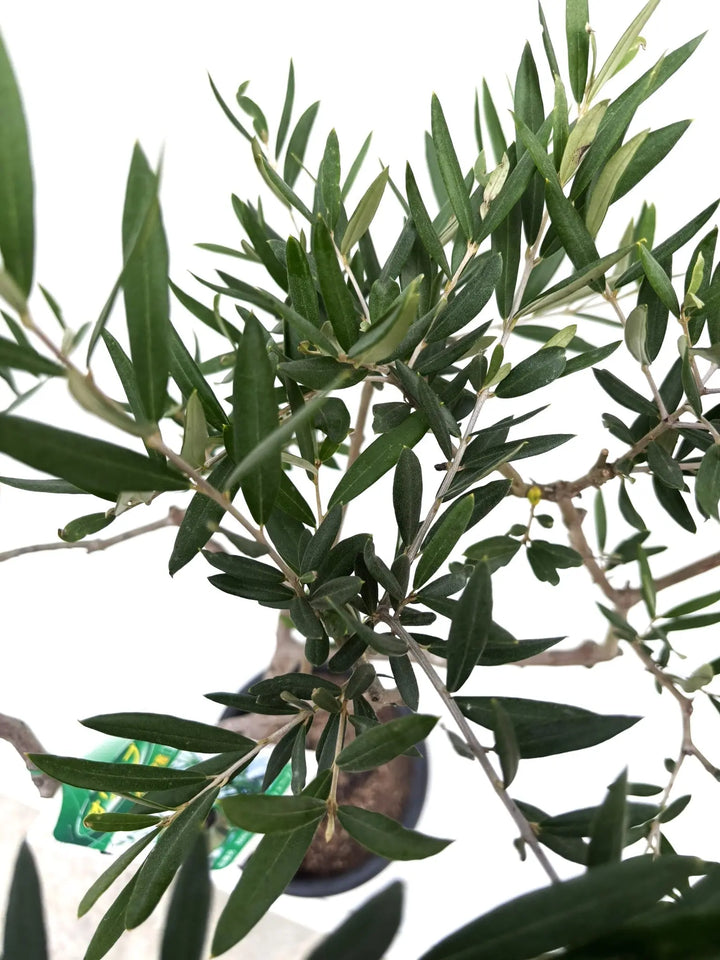 希少・柳型】マウリィーノ（オリーブの木）〈シンボル向き〉｜120cm｜M