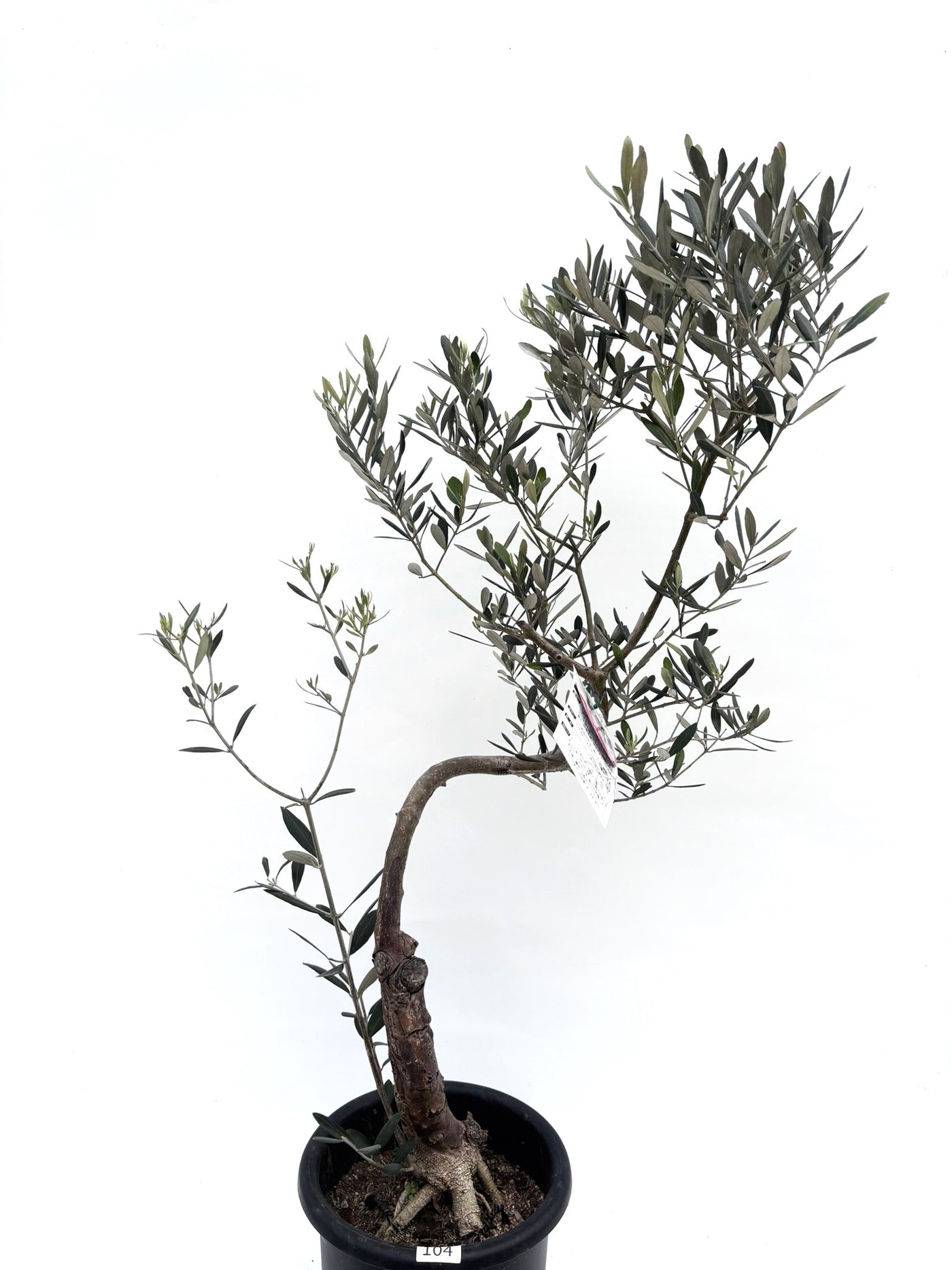 alt="鉢植えのオリーブの木　ミッション”