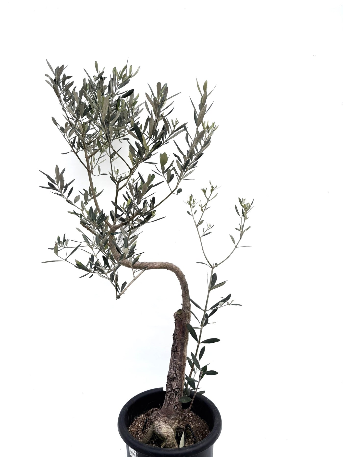 alt="鉢植えのオリーブの木”