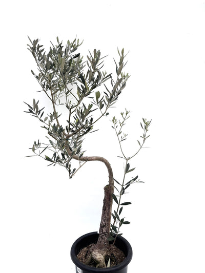 alt="鉢植えのオリーブの木”