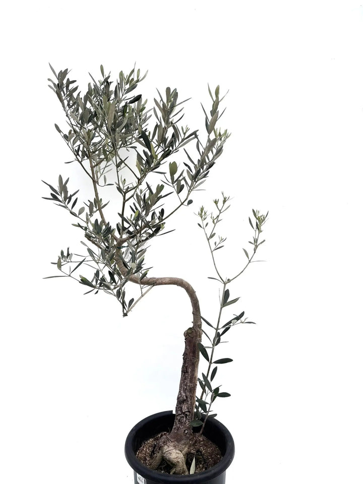ミッション Mサイズ 約120cm K-104 オリーブの木 人気品種 - 株式会社