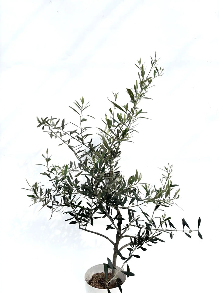 motto kuma ヘキサ　ダークオリーブ　dark olive アマルシア カラマタ・オリーブ 種あり AMALTHIA KALAMATA