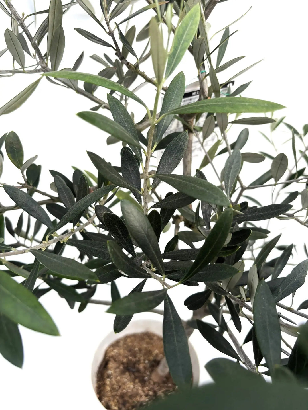 motto kuma ヘキサ　ダークオリーブ　dark olive FROM SCRATCH motto_kuma HEXA dark olive