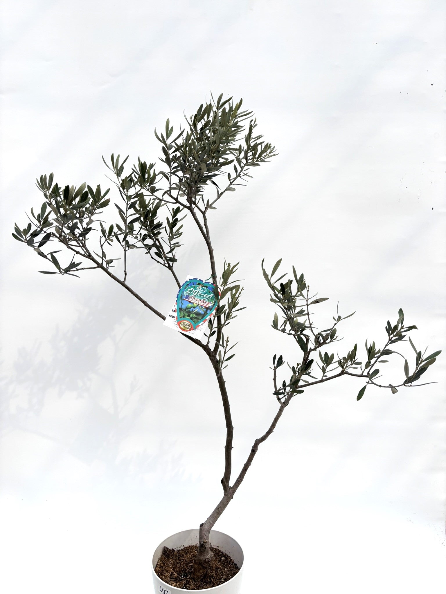 オリーブの木 カラマタ 極太 希少 オリーブの木 カラマタ 極太 希少