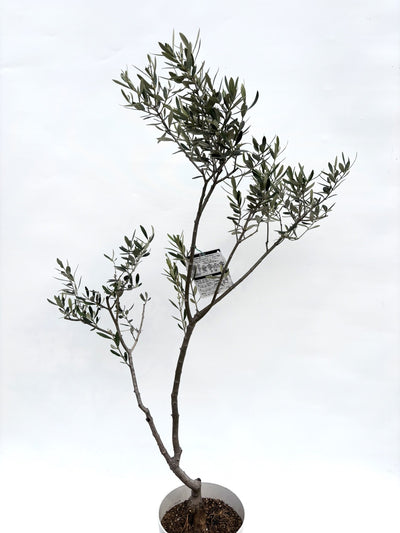 alt="鉢植えのオリーブの木”