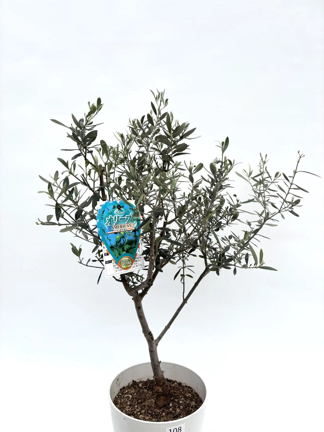 希少・室内向き・銀葉】アメリカン（オリーブの木）〈直立型〉｜90cm