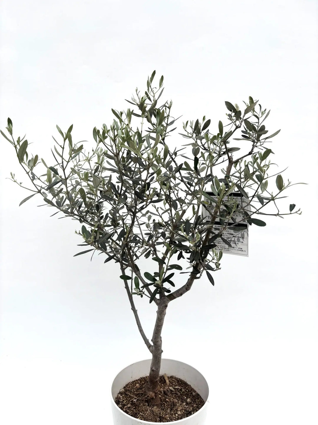 希少・室内向き・銀葉】アメリカン（オリーブの木）〈直立型〉｜90cm