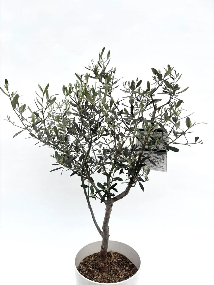 ぷりん　オリーブの木　アメリカン　太幹　植物 オリーブの木 アメリカン 太幹 植物