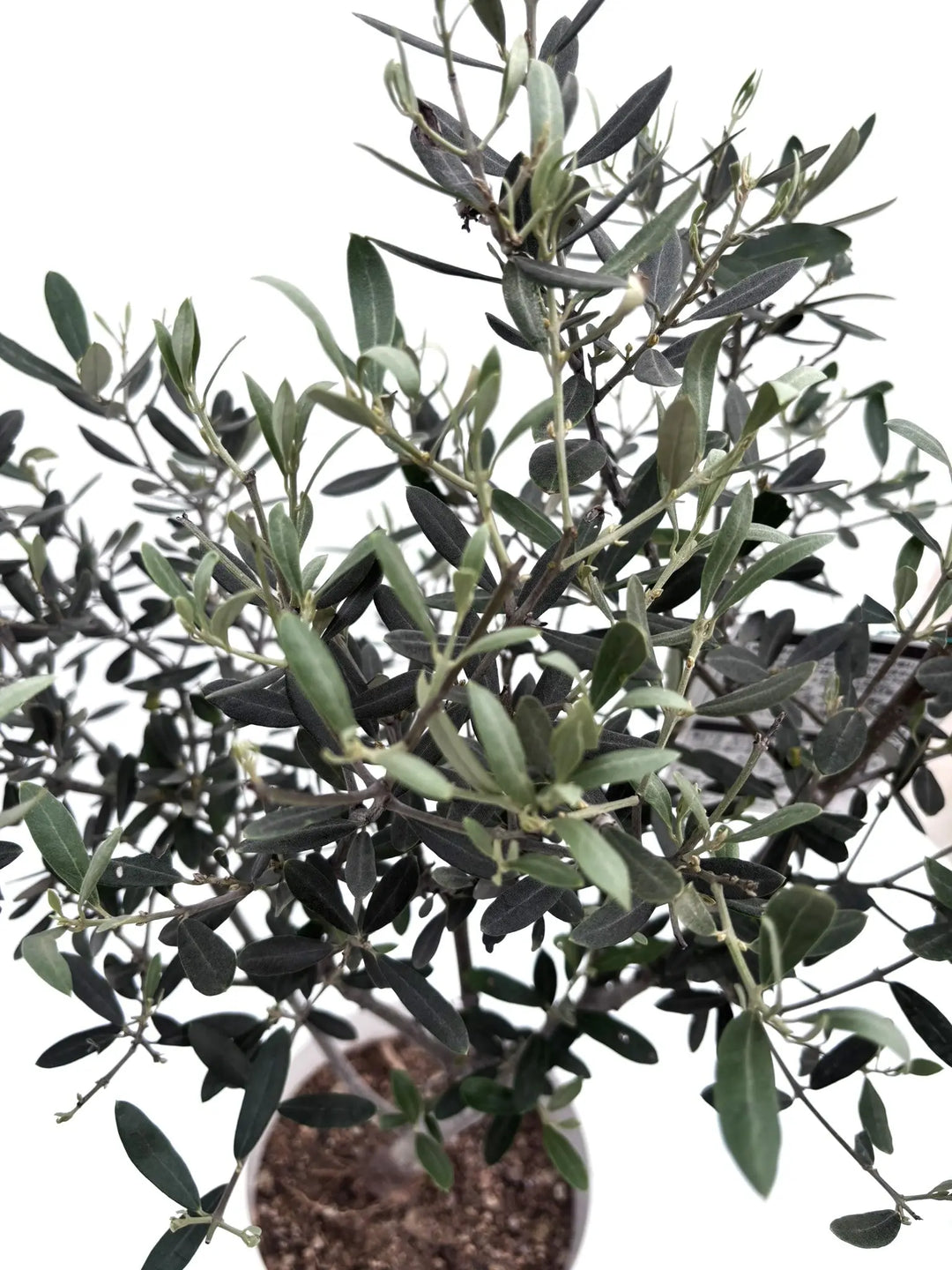 ぷりん　オリーブの木　アメリカン　太幹　植物 オリーブの木 アメリカン 太幹 植物