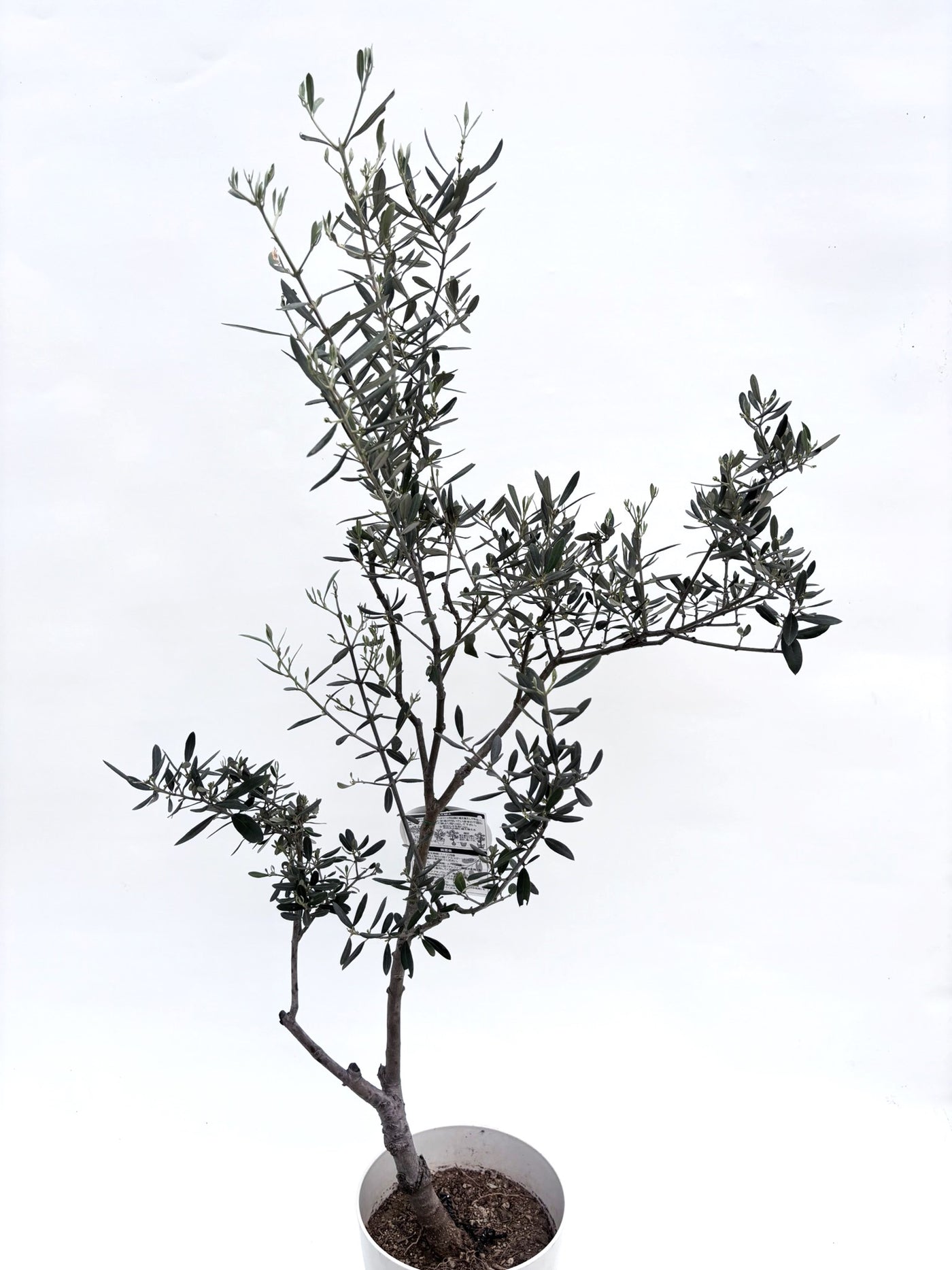alt="鉢植えのオリーブの木”